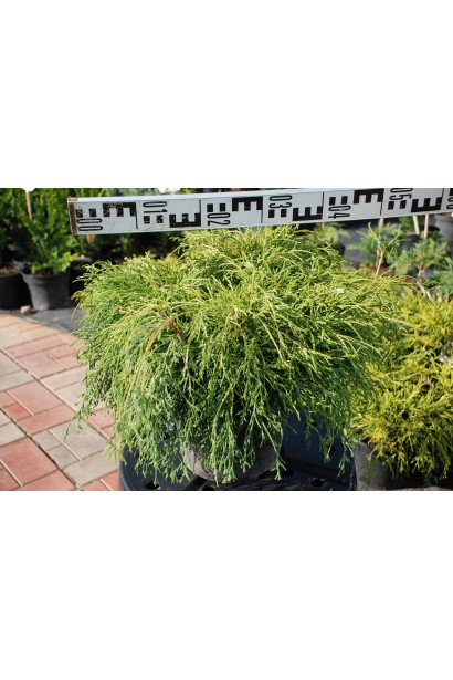 Кипарисовик Филифер Нана - 5л/вис.20-25см/Ø40-50см